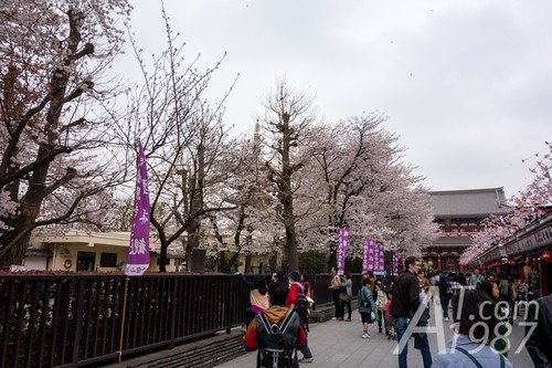 Japan Trip : Amakusa - Sensoji Temple