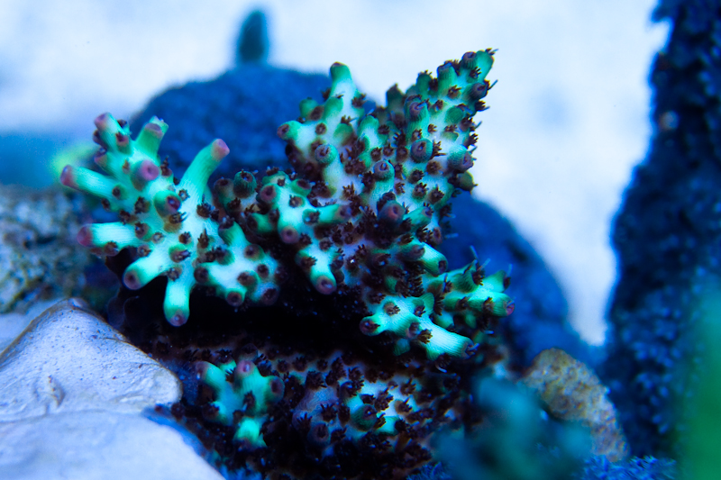 Just another SPS tank - Page 8 - Reef Central Online Community