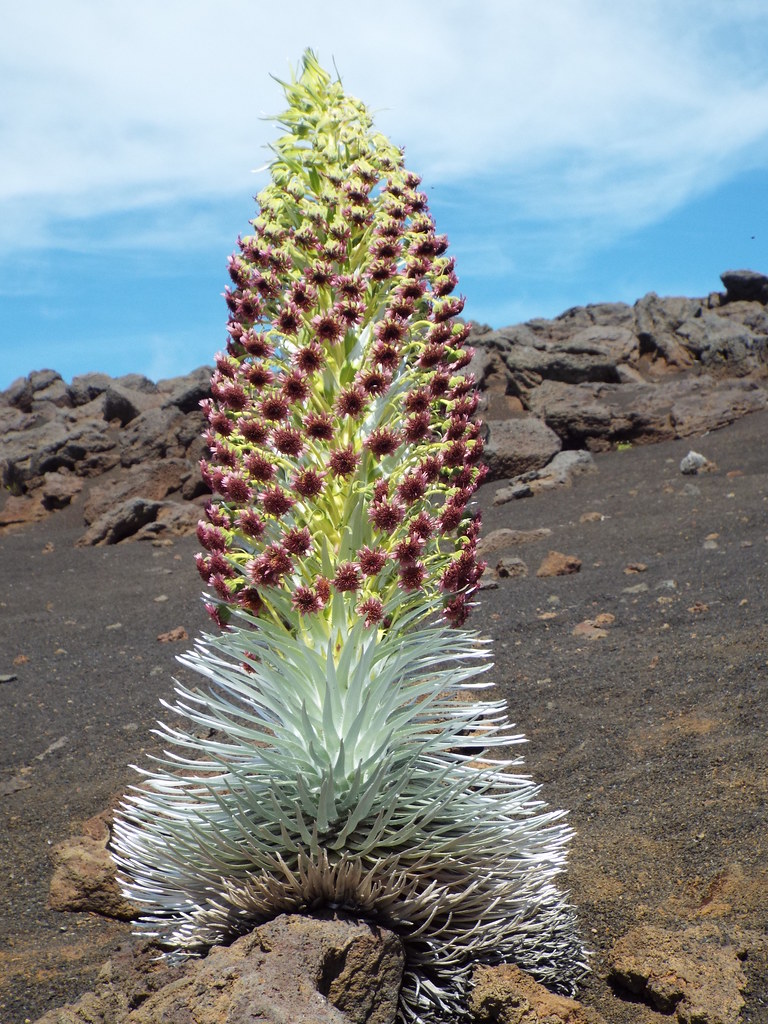 Silversword Bloom, near the summit of Haleakala