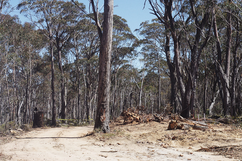 Forest destruction for mining operation
