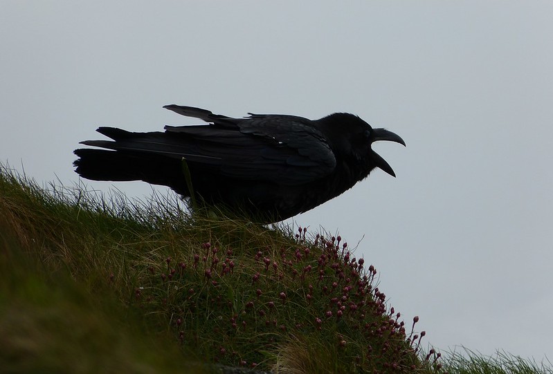 P1040827 - Raven, Mumbles Head