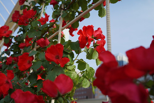 天王寺公園のバラ