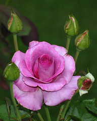 Central Park Roses 8-6-2011A