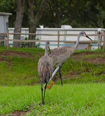 7/2/13 Sandhill Cranes..Their Colt...and the Hungry Fox