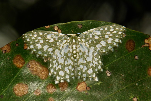 Geometrid Moth (Berta chrysolineata, Geometrinae)