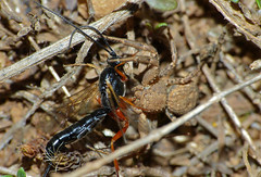 Ichneumonid Wasp (Ephialtes sp.) caught by Crab Spider (Xysticus sp.)