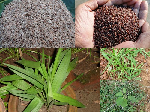 Validated Medicinal Rice Formulations for Diabetes (Madhumeh) and Cancer Complications and Revitalization of Pancreas (TH Group-139 special) from Pankaj Oudhia’s Medicinal Plant Database by Pankaj Oudhia