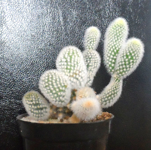 Opuntia microdasys 'Albispina" by Masste