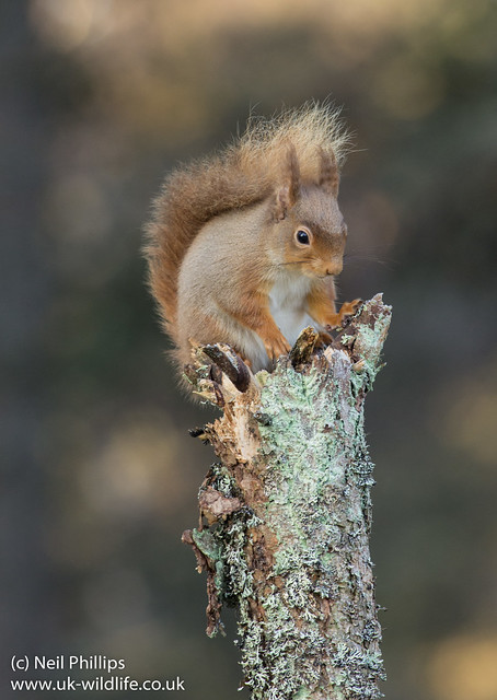 red squirrel-2