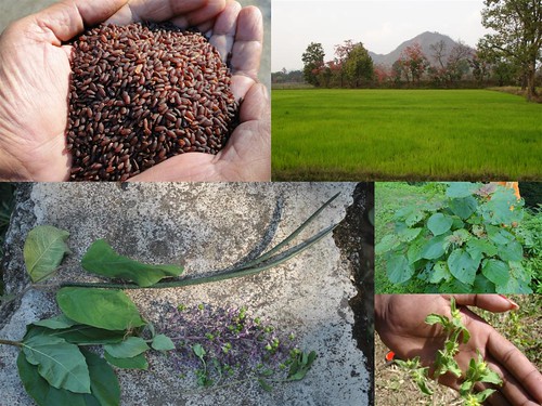 Validated and Potential Medicinal Rice Formulations for Lichenoid dermatitis and/with Diabetes mellitus Type 2 Complications (TH Group-256) from Pankaj Oudhia’s Medicinal Plant Database by Pankaj Oudhia