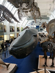 large blue whale