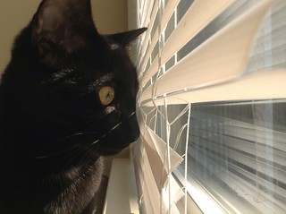 Martha Kitten peeking out the window