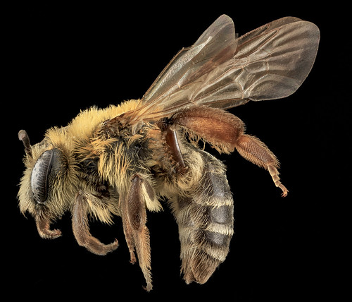 Andrena asteroides, F, Side, MD, Charles Co_2013-08-20-08.44.04 ZS PMax