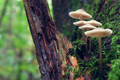 Fungus and mushrooms