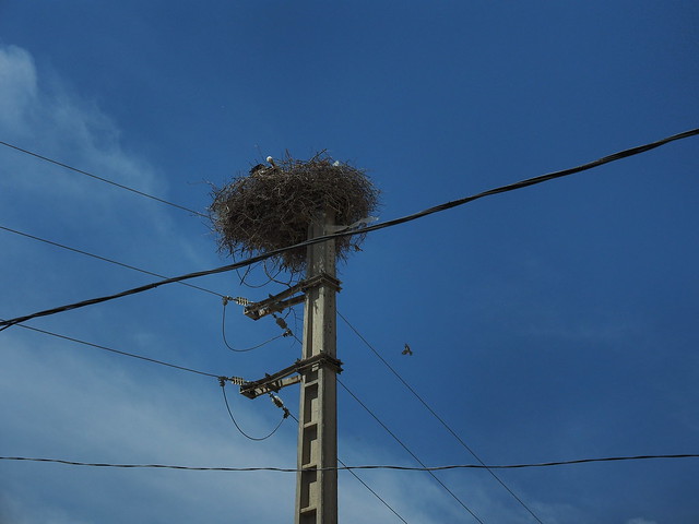 在電線桿上築巢的鸛鳥