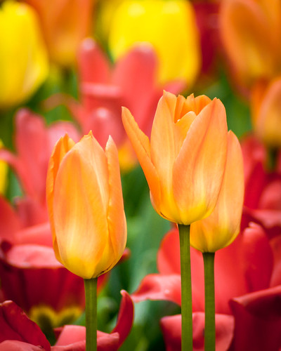 Tulips, Spring, Colorful, Flowers