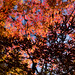 色どる光、形づくる影 - Color and silhouette of maple leaves -