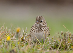 Vesper's Sparrow