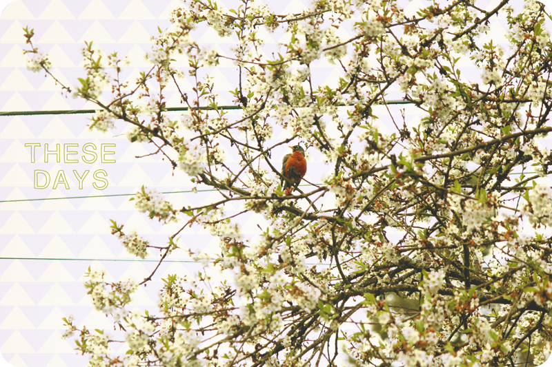 {april} these days | robin