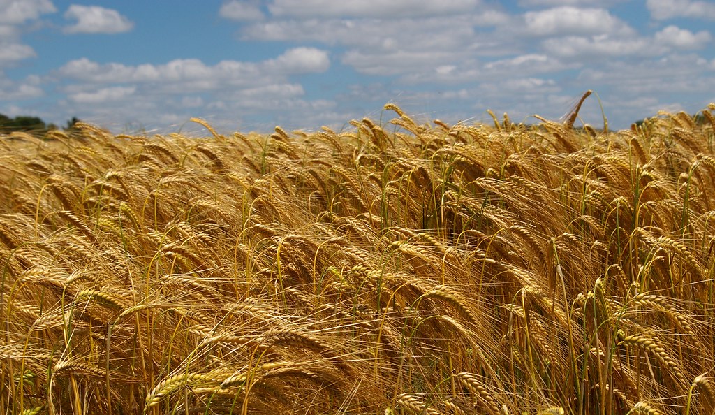 Campo de trigo a punto para la siega. Autor, Sybarite48