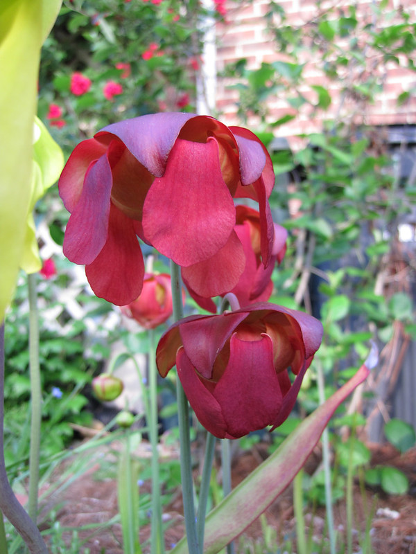 red flowers of a pitcher plant blooming