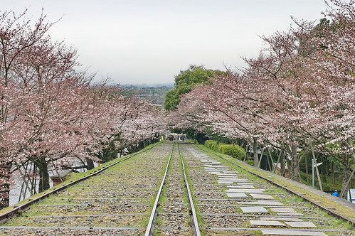 【写真】桜 : 岡崎疎水