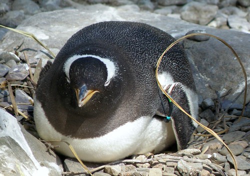 Napping Gentoo Penguin by MyAngel 27