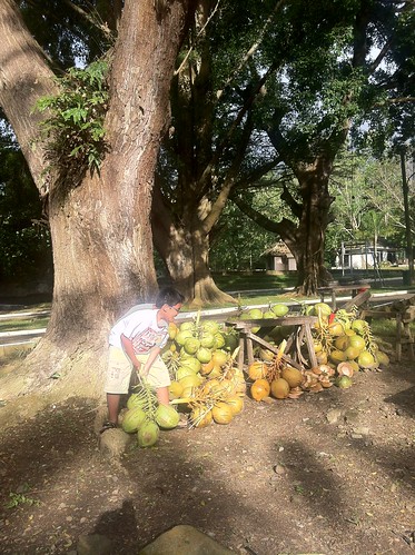 Bona Membawa buah kelapa di Way Belerang