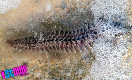 What is this strange worm-like creature at Pasir Ris Park?