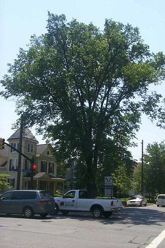 Image of Tree in Residential Zone