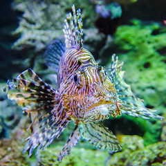 poisonous exotic zebra striped lion fish