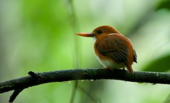 Birds (Madagascar)