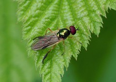 Soldierflies and Thick-headed flies