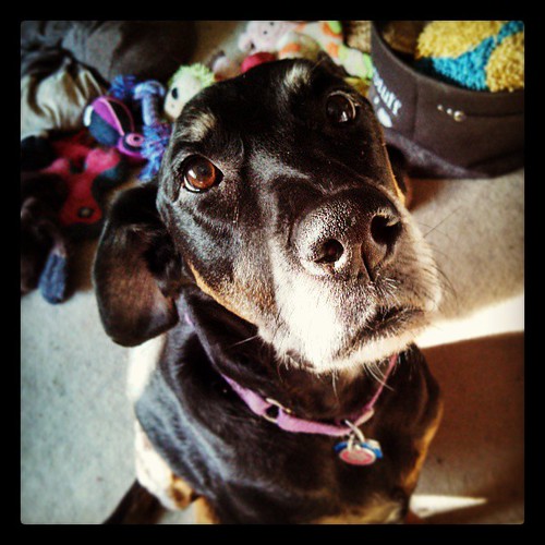 My baby girl Lola #dobermanmix #rescue #adoptdontshop #dogstagram #love #dobiemix #beautiful