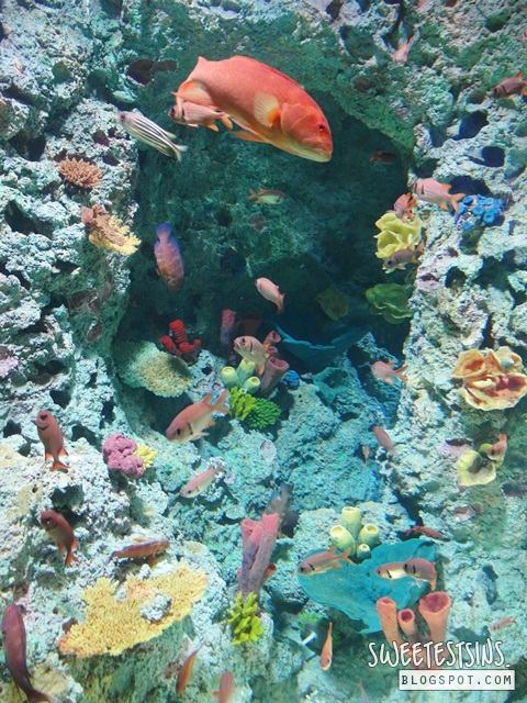 sea aquarium marine life park resort world sentosa singapore (69)