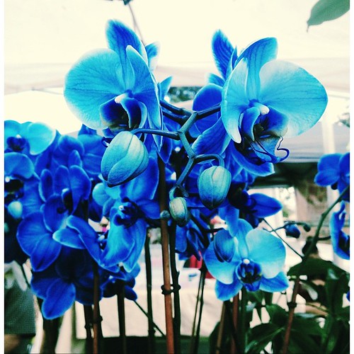 Pretty #blue #orchids at the Coral Springs Green Market #pictapgo_app