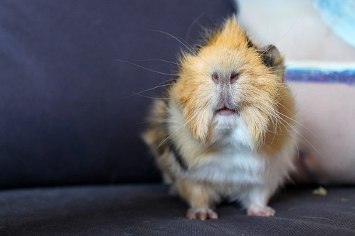 Mohawk the guinea pig. by jessicawattsbunnies