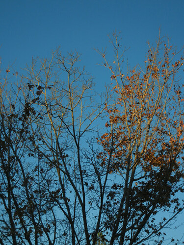DSCN7288 - Fall Leaves