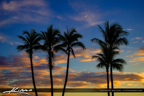 Coconut Palm Tree Silhouette Florida by Captain Kimo