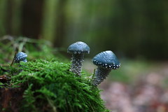 Mycology-Mushrooms