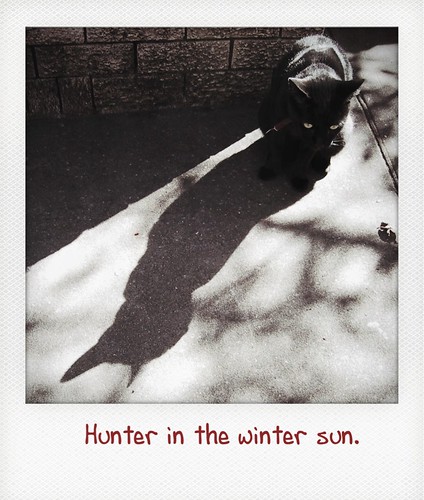 Hunter in the winter sun