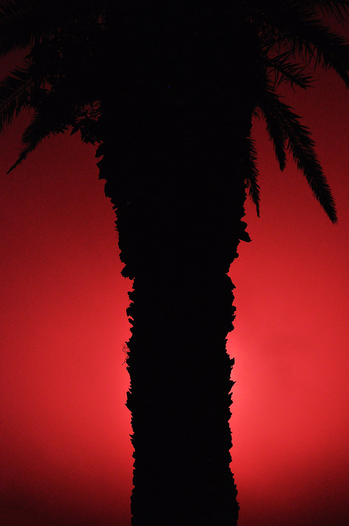 Bentenjima Fireworks - Red Palm