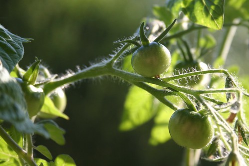 Tomato in the making II