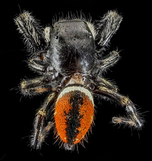 Phidippus clarus, MD, PG County_2013-07-30-16.39.33 ZS PMax