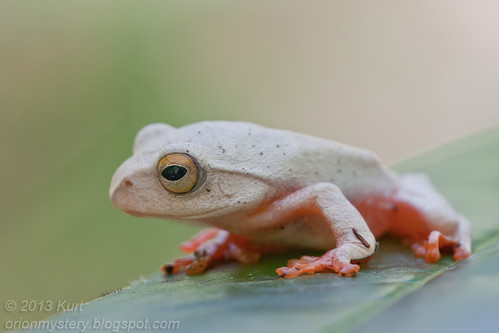 Kinabalu Tree Frog (Rhacophorus baluensis) IMG_1518 copy