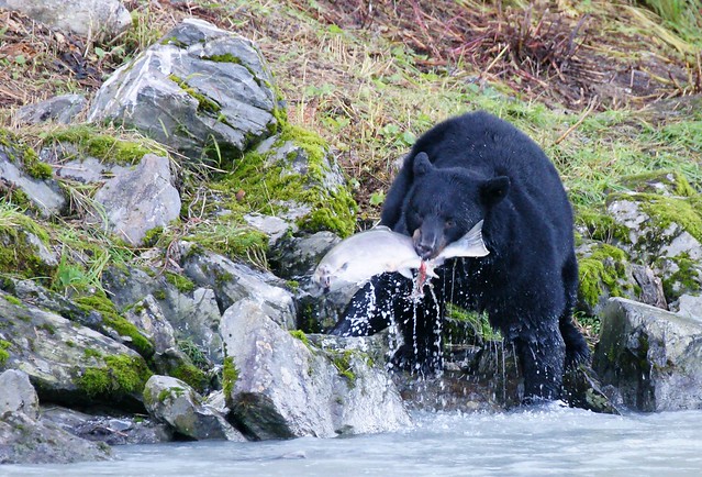 04-Bear vs Salmon-23