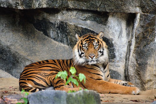 Maschio di Tigre di Sumatra (Panthera tigris sumatrae) - Tierpark Berlin