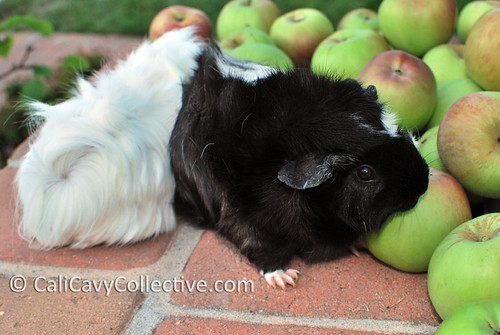 Guinea pig Revy takes a bite of apple