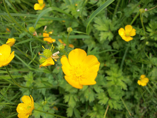 Picture of Buttercups