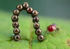 Hemiptera (DRC)